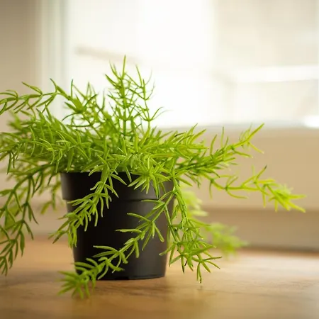 Lejlighed Perk Kłodzko