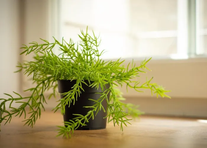 Apartment Perk Klodzko